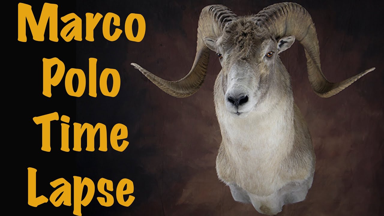Marco polo Sheep Shoulder mount. Art of Taxidermy.