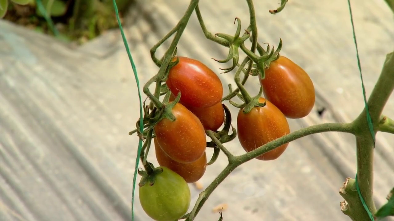 Labores culturales del tomate cherry | La Finca de Hoy