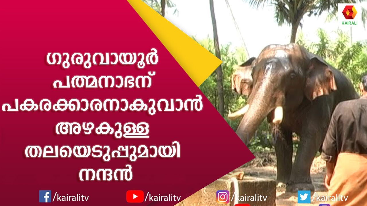 ഗുരുവായൂർ പത്മനാഭന് പകരക്കാരനാകുവാൻ അഴകുള്ള തലയെടുപ്പുമായി നന്ദൻ | Guruvayoor Nandan | Kairali TV