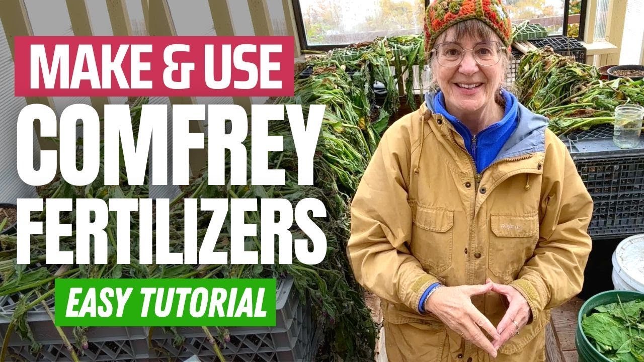 Make Your Own Comfrey Fertilizer - Beginners Guide