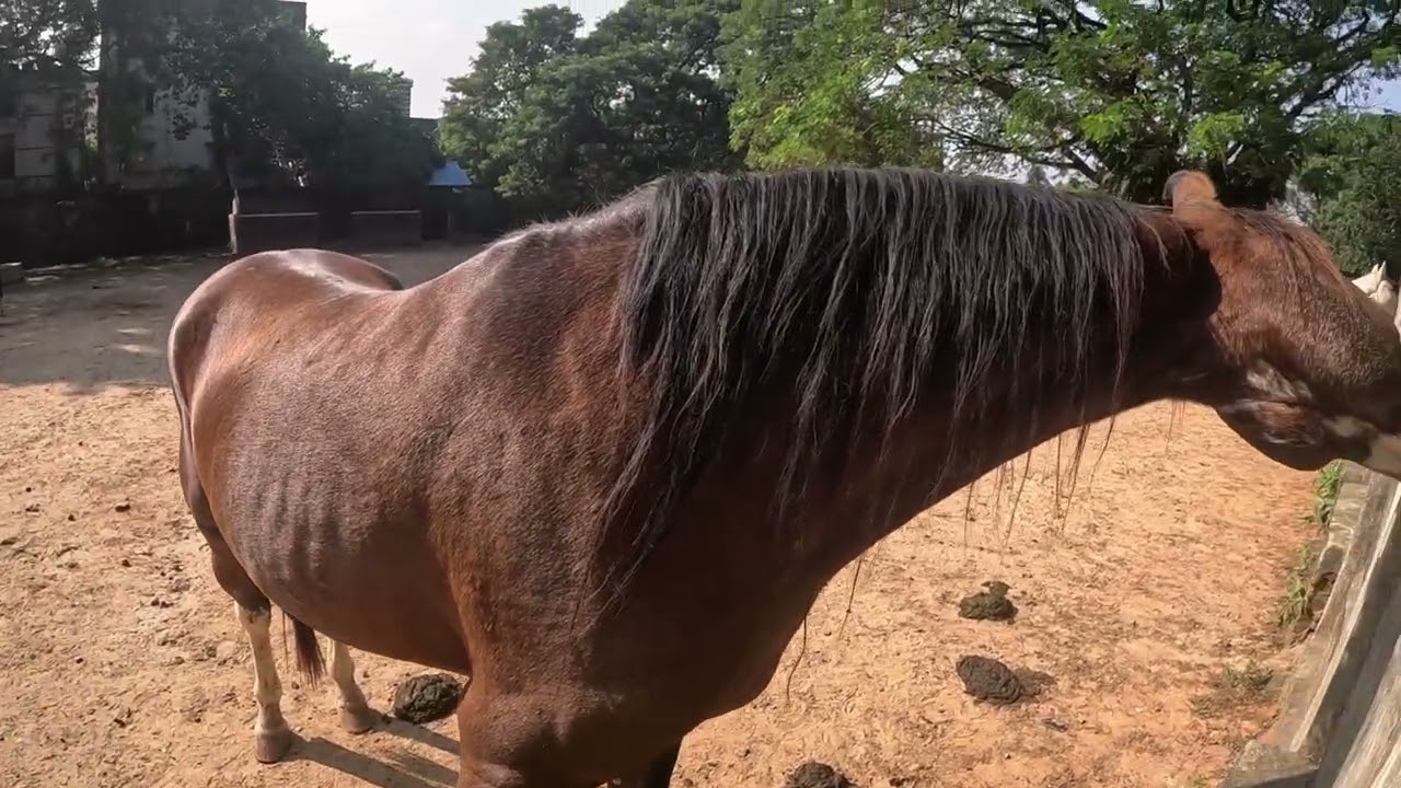 Adorable Boy Feeds Horse