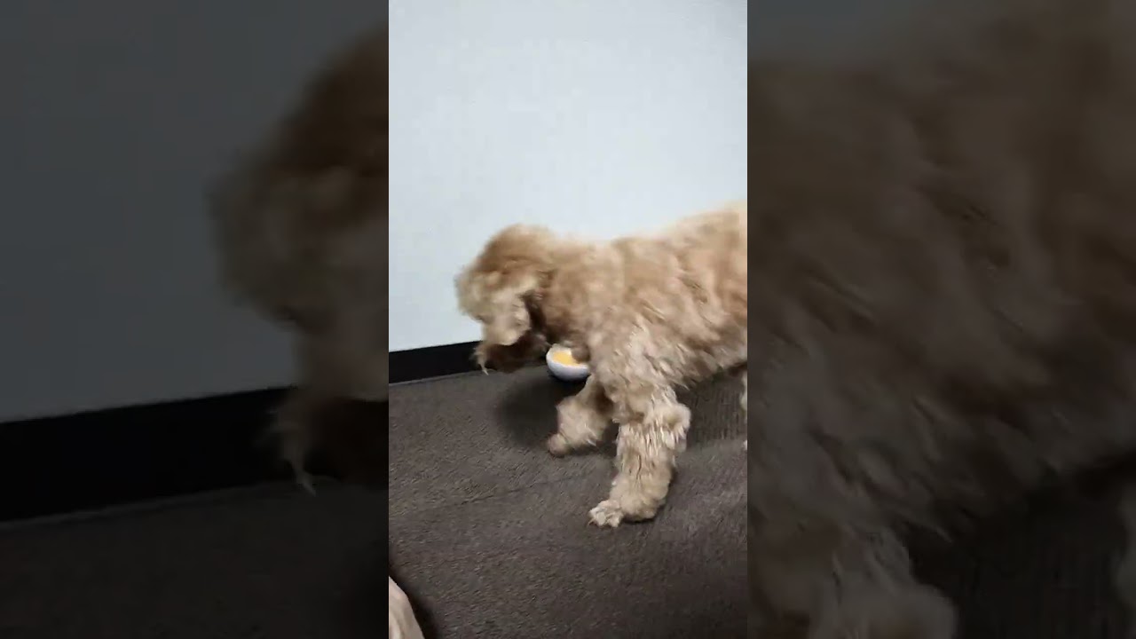これはグダグダ動画になってしまいました💦🐕😭
