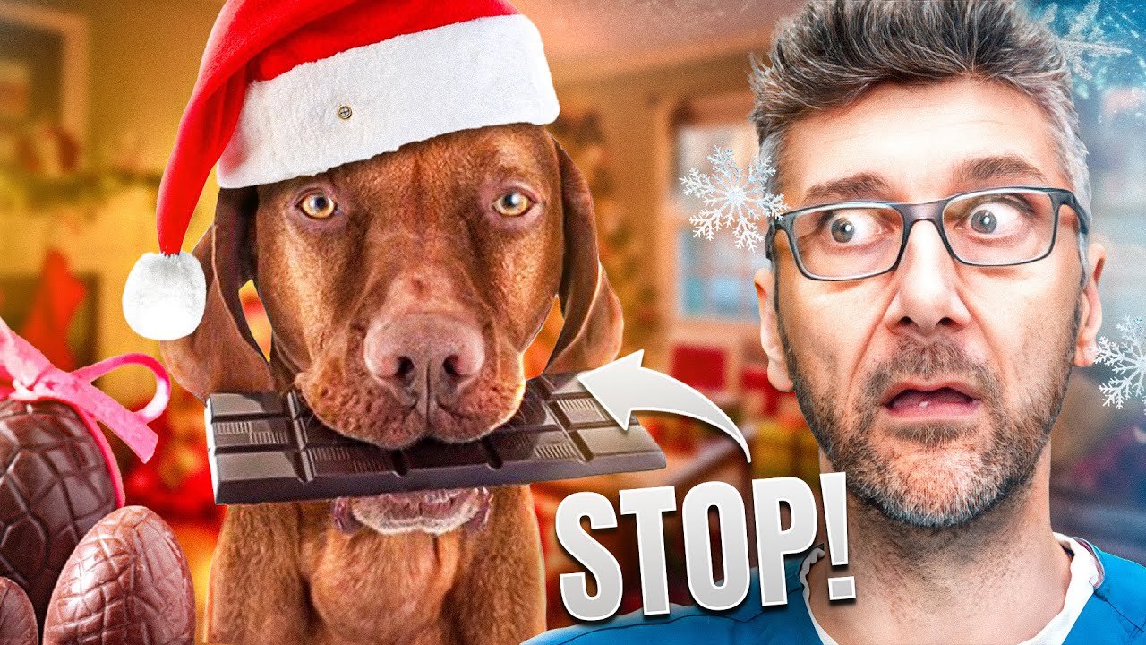 Mon chien a mang&eacute; du chocolat : sympt&ocirc;mes et premiers gestes &agrave; faire !