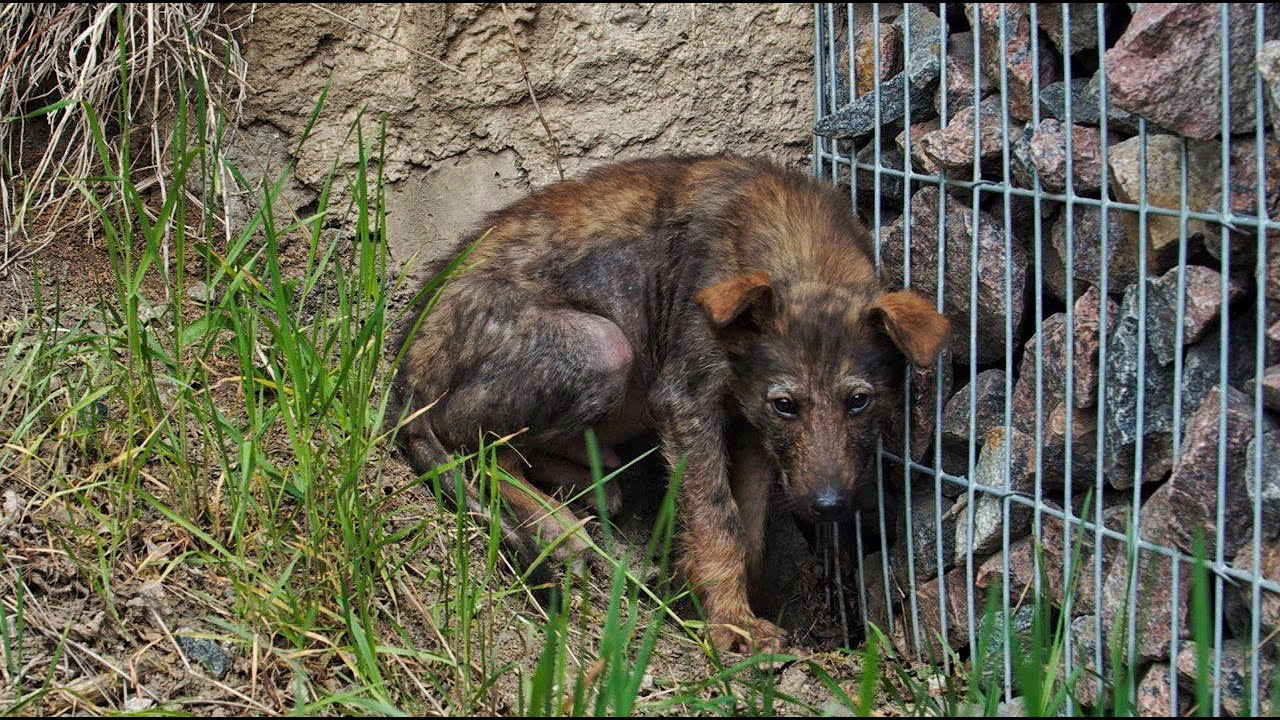 His Eyes Begging for Help... Lonely Sick Puppy...