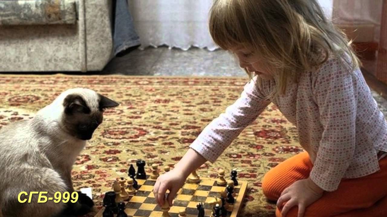 Витас - Шахматы