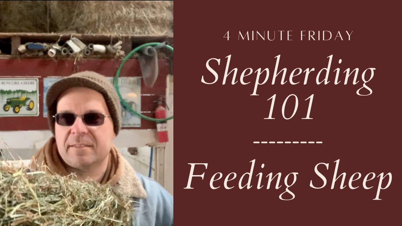 What to Feed Sheep (Part One)