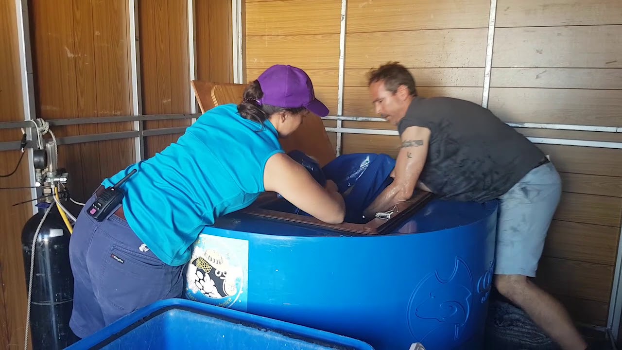How to Transport a Shark