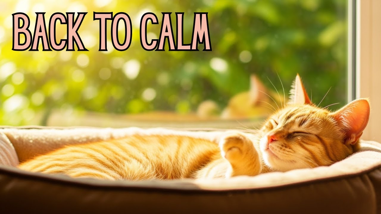 👉 Back to Routine 🐾 Live Calm Music for Cats