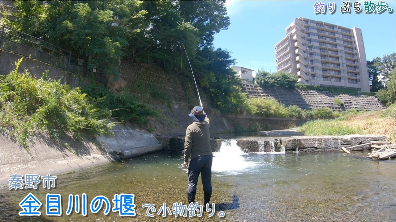 金目川の源流散策～大きな堰でなに釣れる？   秦野市 金目川の堰で小物釣り。