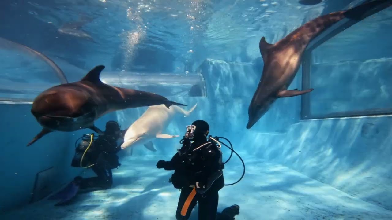 太地町ドルフィンダイブプログラム／大阪 天王寺 スキューバダイビングスクール #scubadiving #gopro 