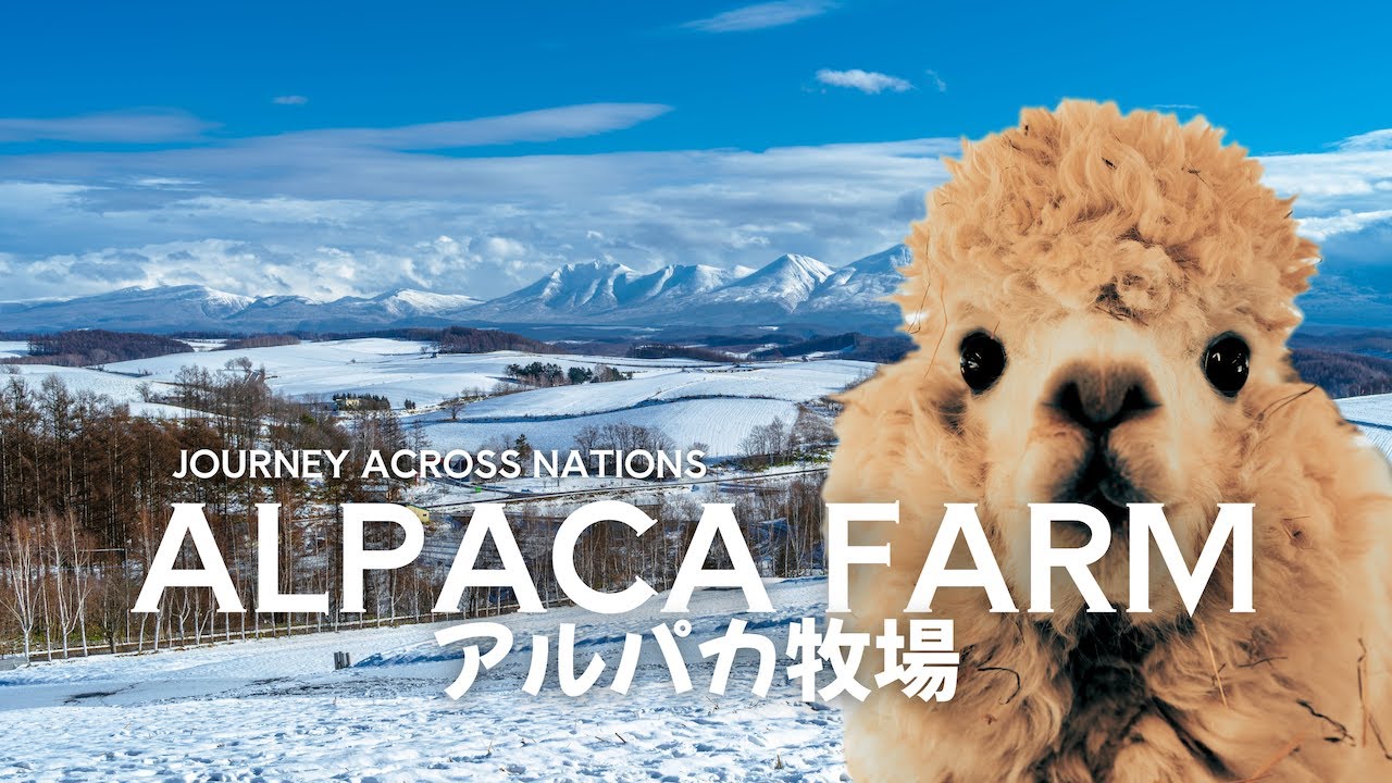 Episode #55: Snowy Adventure in Biei - Visiting Alpaca Farm