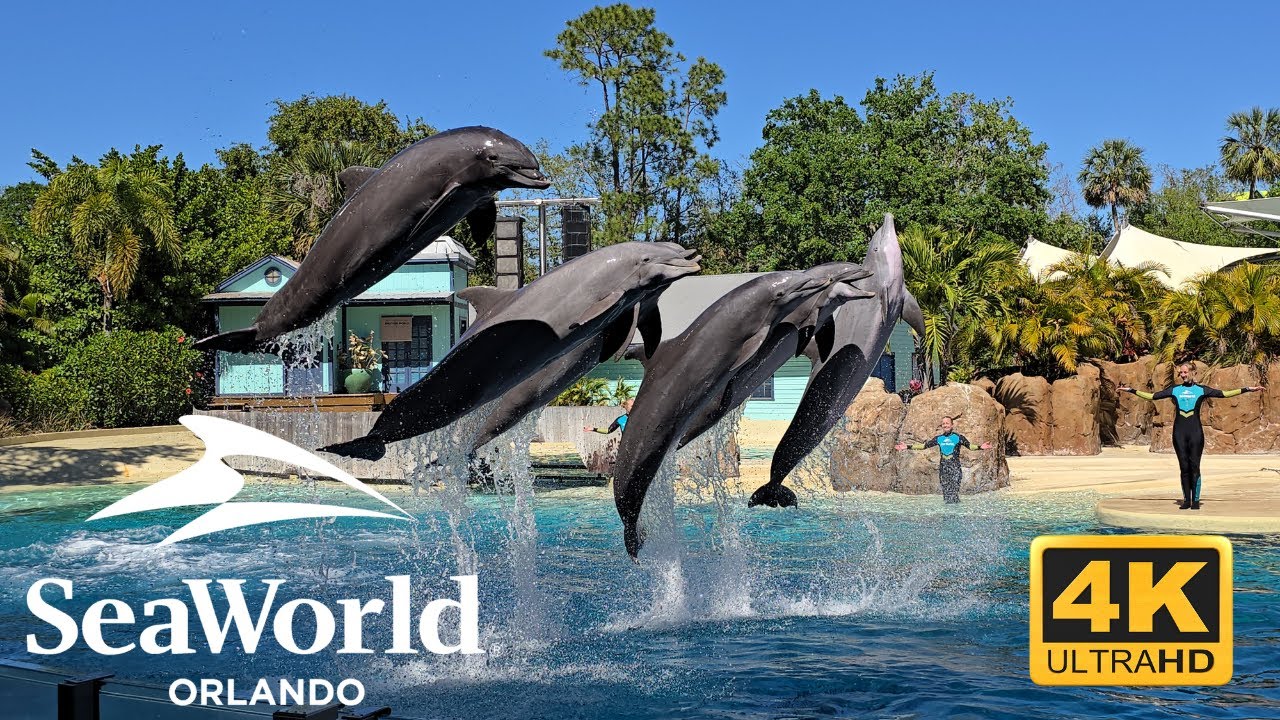Шоу приключений дельфинов SeaWorld Orlando 2025 Полное шоу 4K