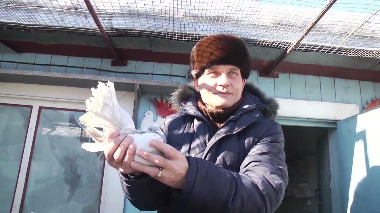голубевод Виктор Тряпкин