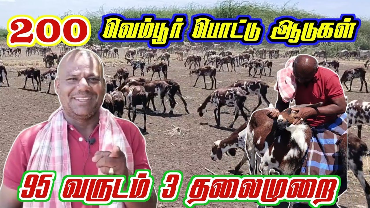 200 வெம்புர் பொட்டு ஆடுகள் / 95 வருடம் /3 தலைமுறை ஆடு வளர்ப்பு