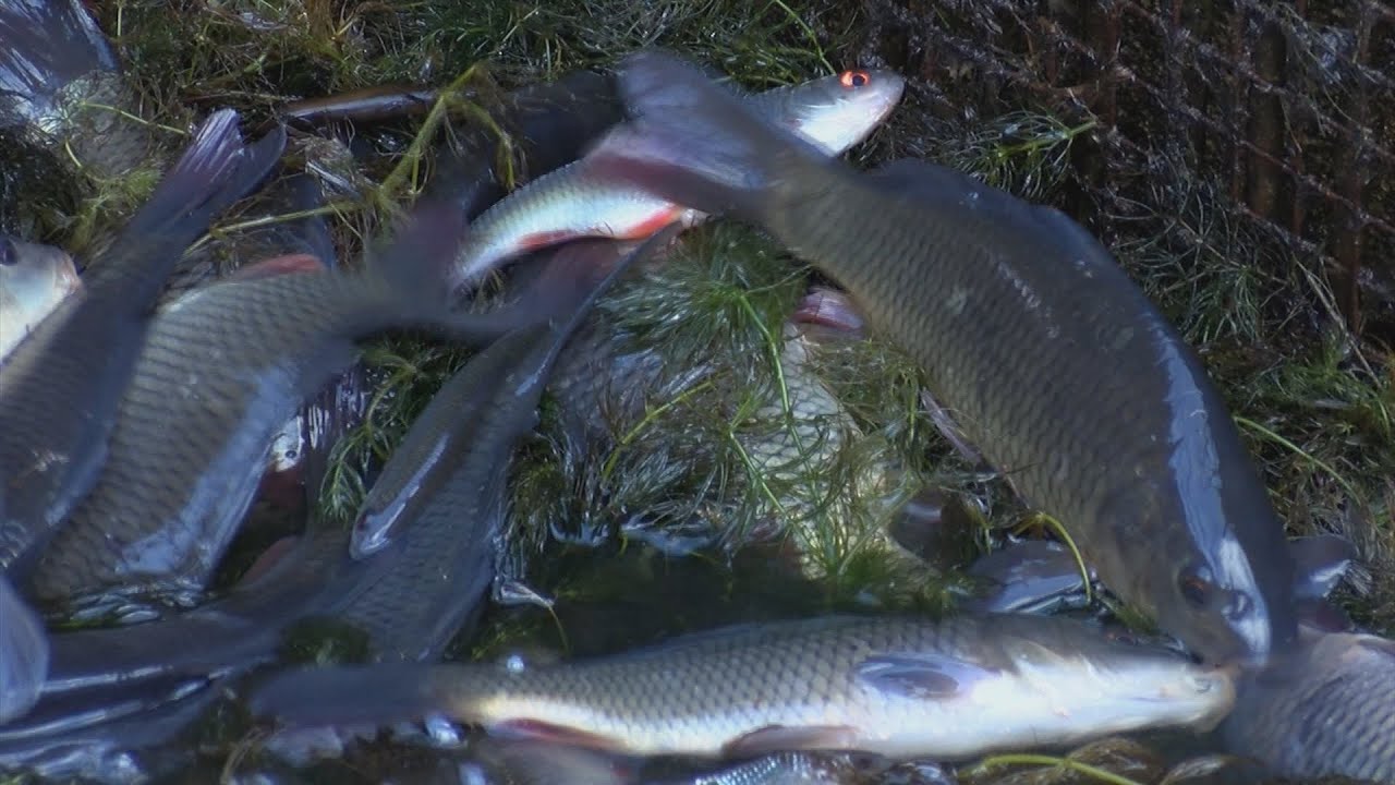Zivju audzētavā Nagļi nozvejas apjomi paliek nemainīgi