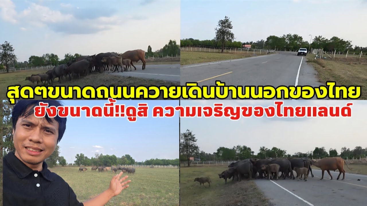 รวยแค่ไหนประเทศไทยทําถนนให้ควายเดิน