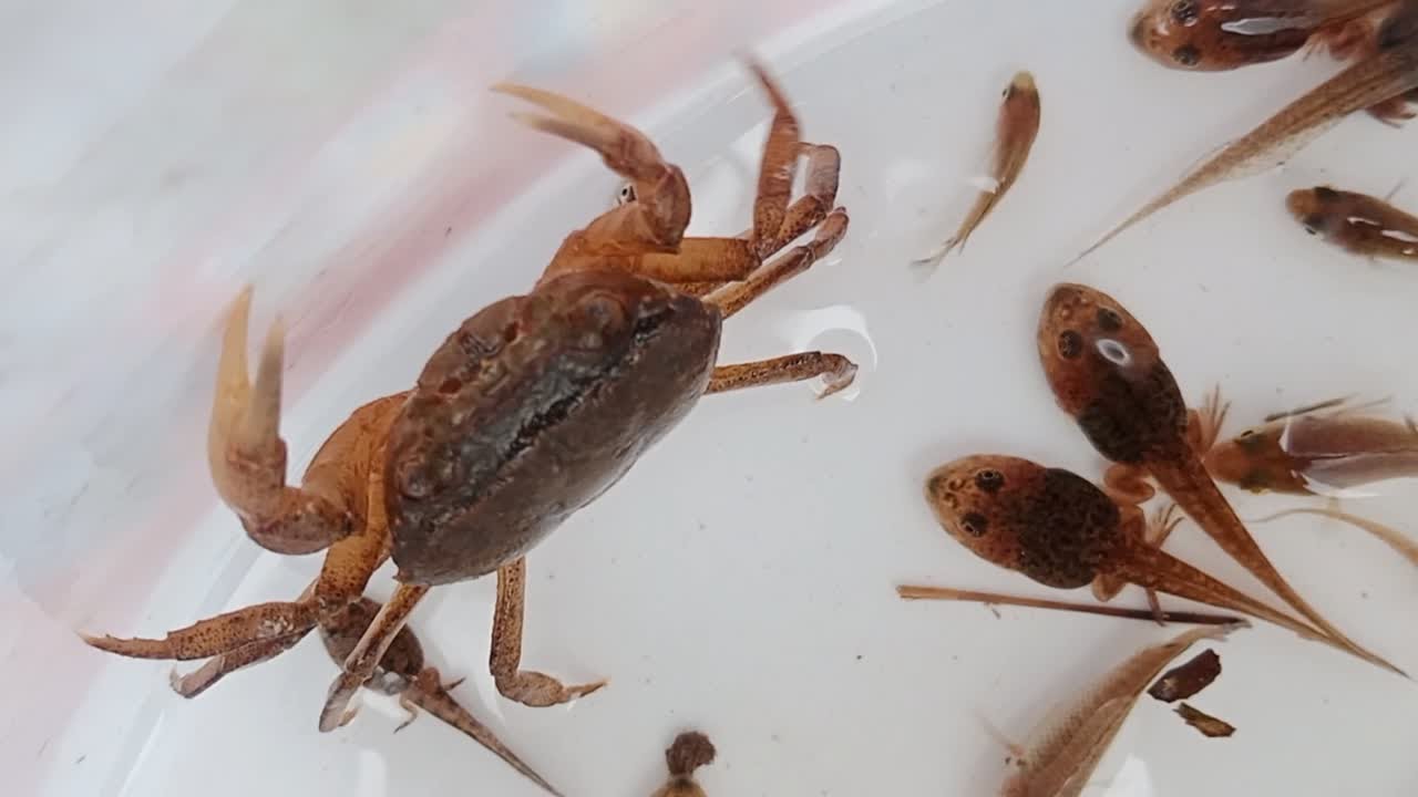 I caught crabs, snails, frogs,​shrimps and small insects that live in the countryside