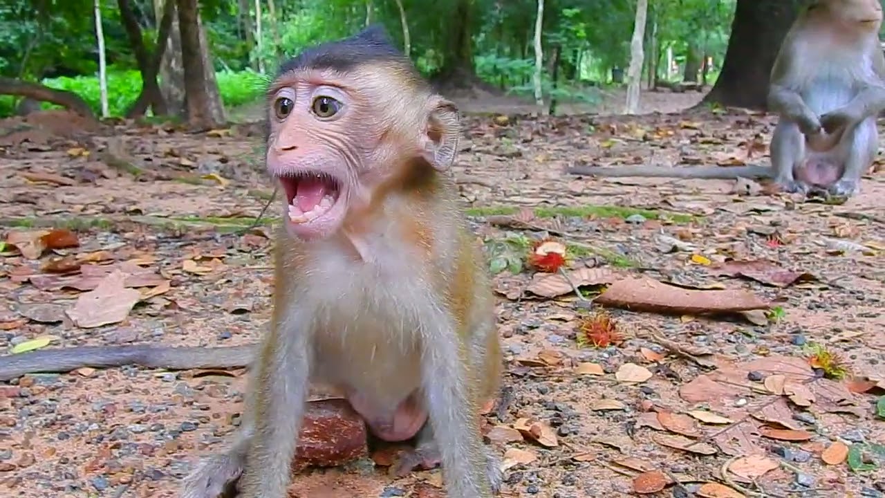 Lovely monkey Moby look very sad