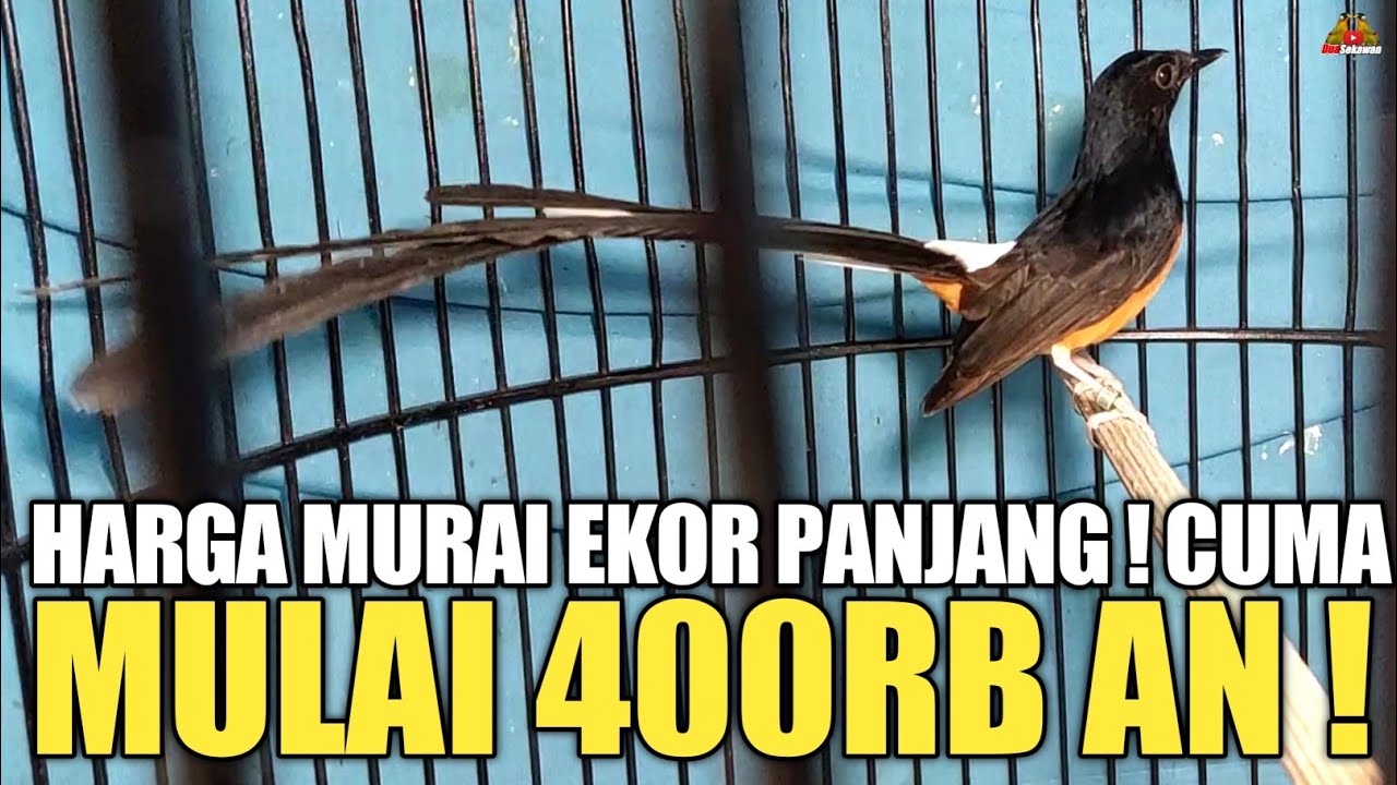 UPDATE HARGA ! BURUNG MURAI BATU EKOR PANJANG ! MULAI 400RB AN !