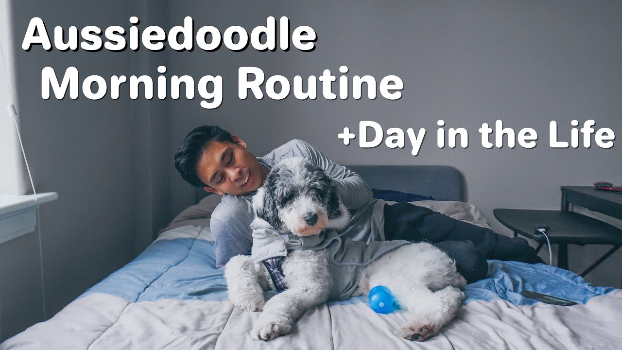 Aussiedoodle Morning Routine and Day In The Life