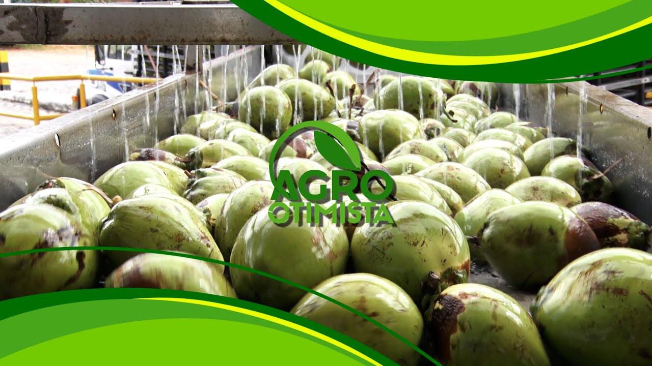 Dikoko Paraipaba - Agro Otimista 16/04/2023