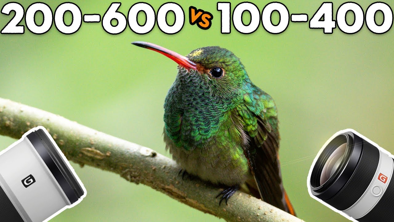 Sony 100-400 GM против 200-600 G (3 недели в Эквадоре)