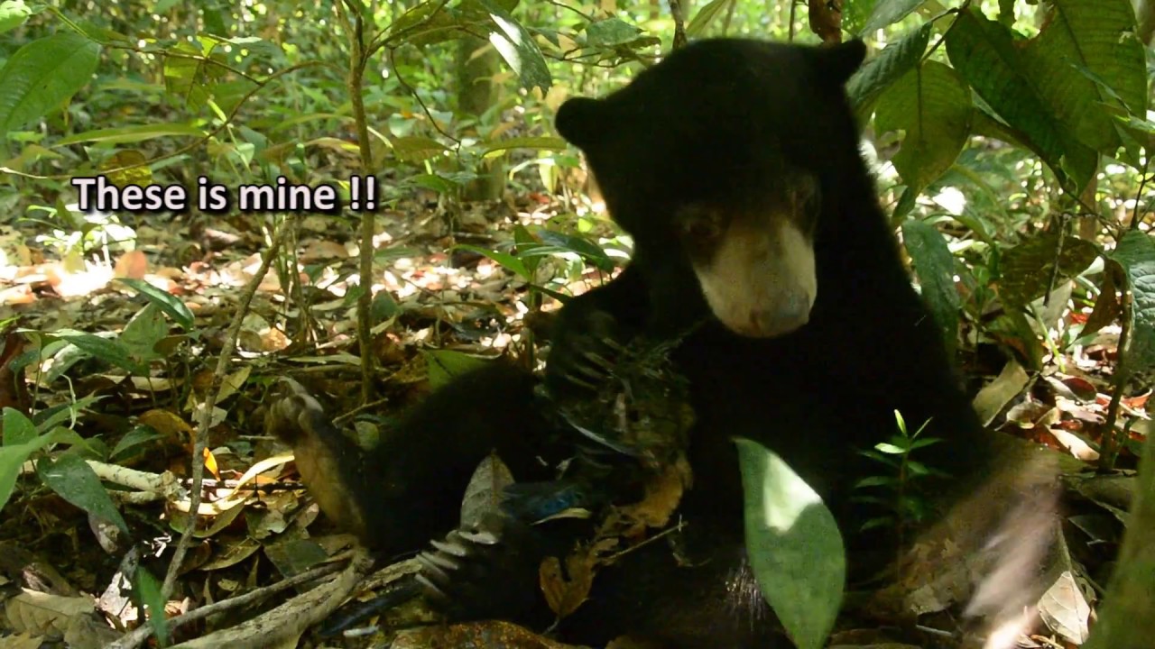 Sun Bear Diet | Sun Bears are Opportunistic Omnivores | BSBCC