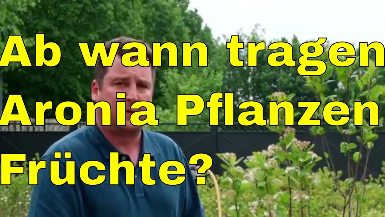 Ab wann tragen Aronia Pflanzen Fr&uuml;chte?