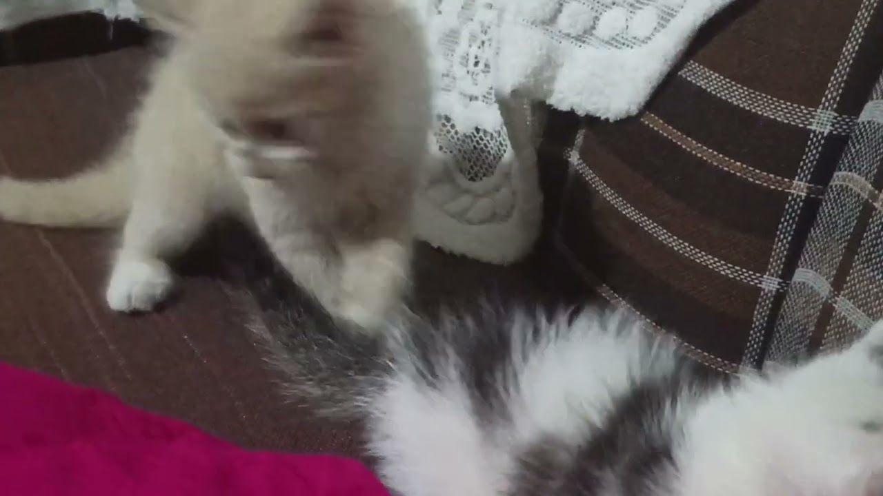 Am a mom and grandma (cat) .... Let them fight 🌺😭😭😭