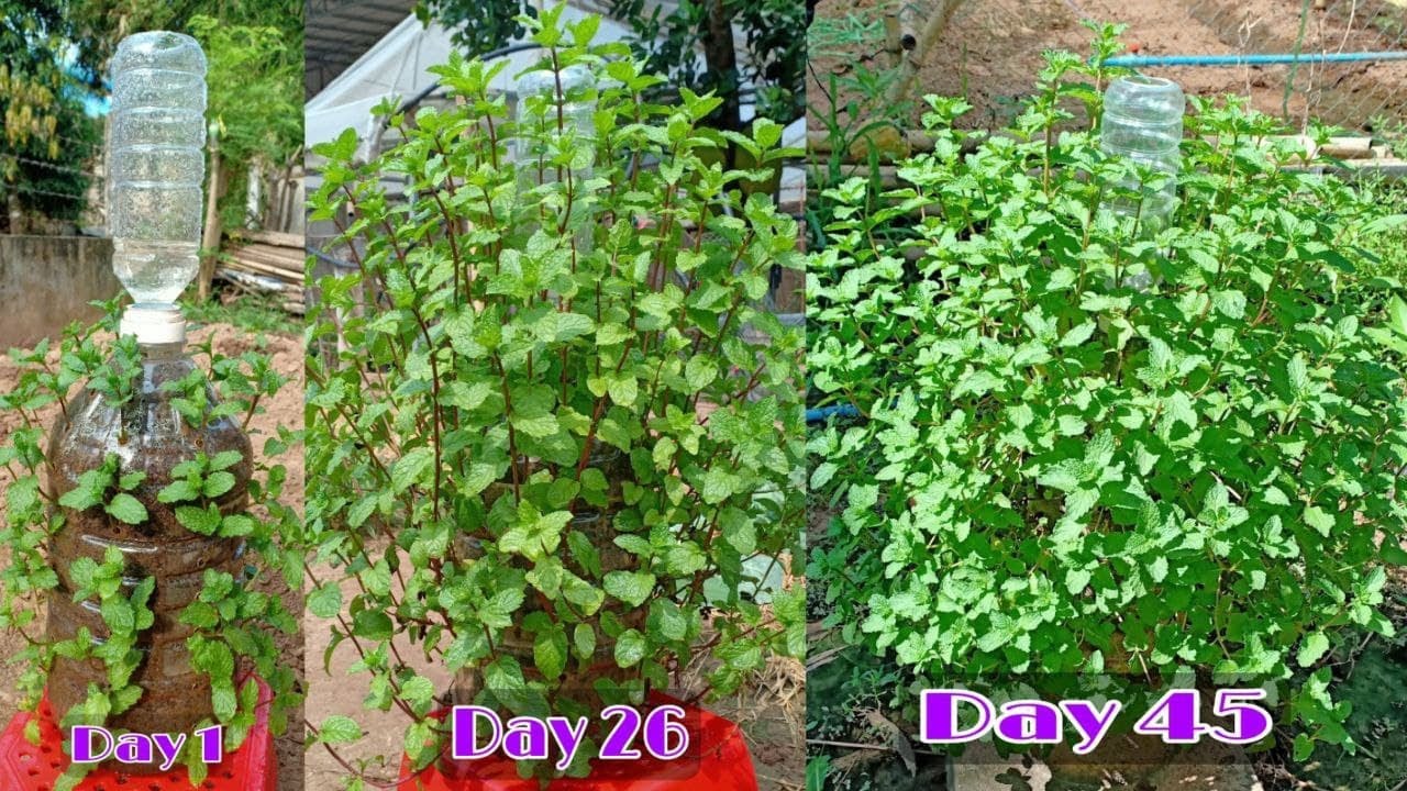 Recycle Plastic Bottle to Plant Mint at home for Beginners | Easy ways Grow Mint with Plastic Bottle