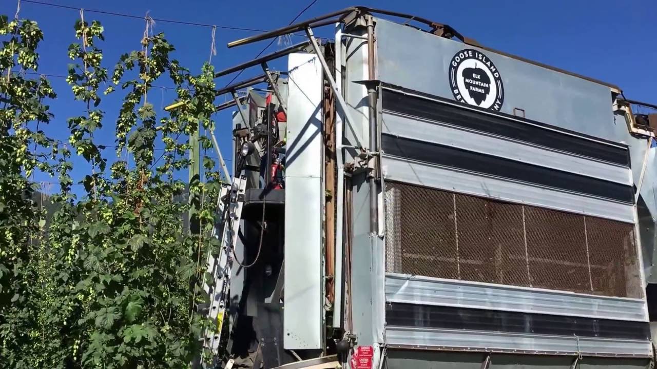 Elk Mountain Farms Hop Picker Harvesting Saaz Hops
