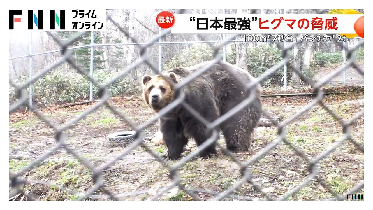 100mを7.2秒で走り…パンチ力は「2t」“日本最強”ヒグマの生態　泳ぎも得意で広範囲を移動