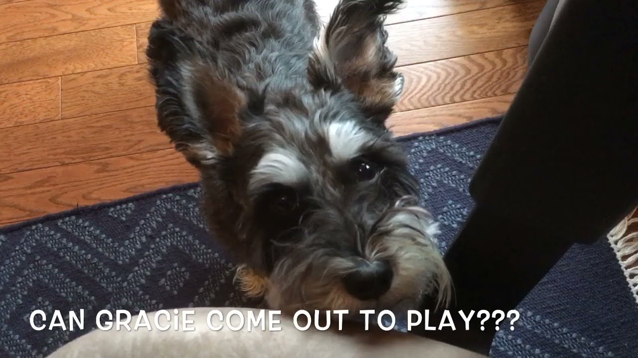 Schnauzer adult and puppy demand playtime!