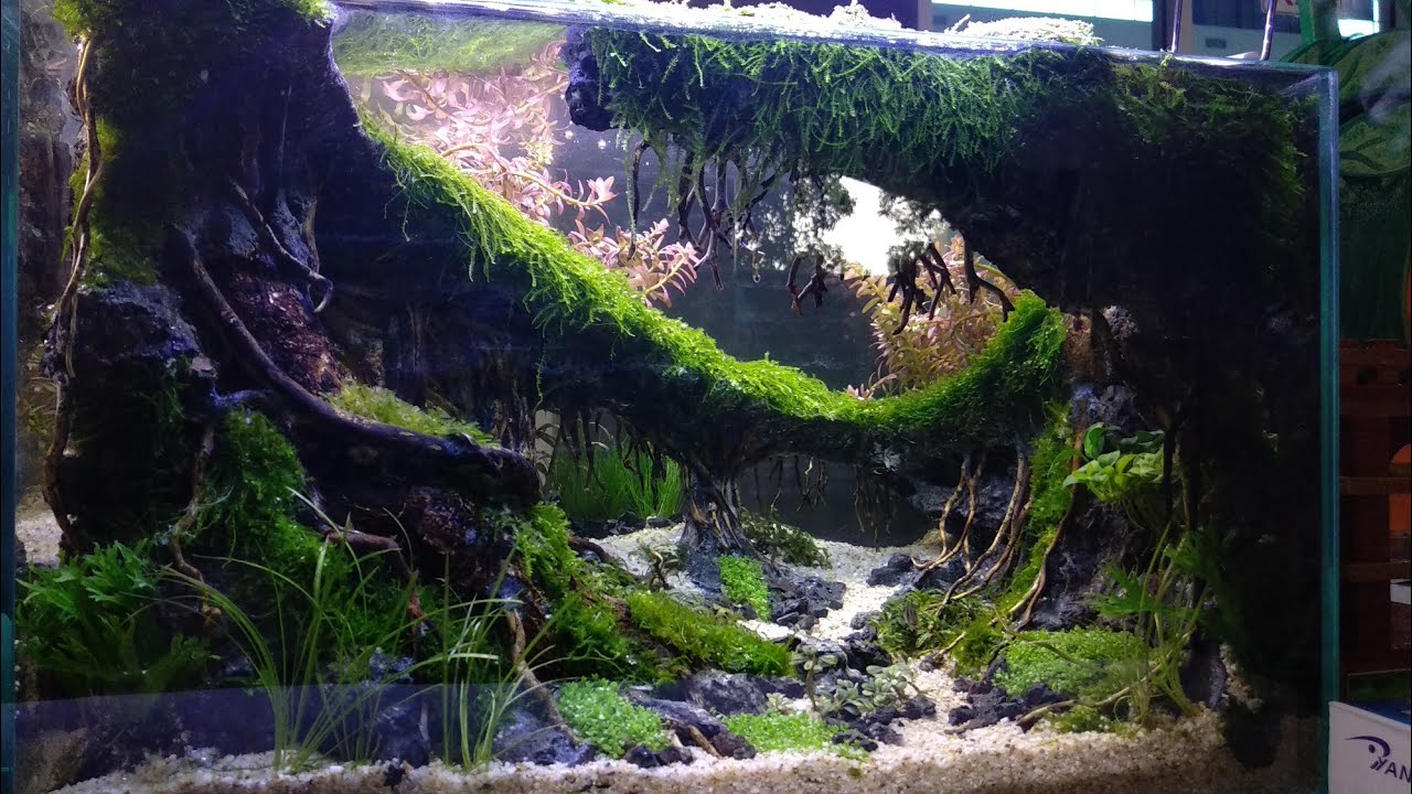 Juara Kontes Aquascape Tema Hutan Rimba