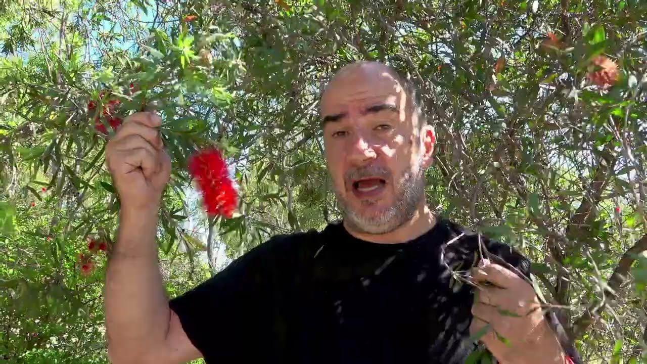Fiori non per api. Impollinazione in Australia.