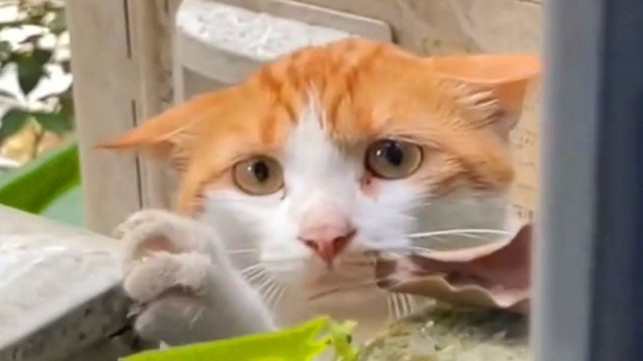 This Trembling Kitten Was Begging for Someone to Save Him
