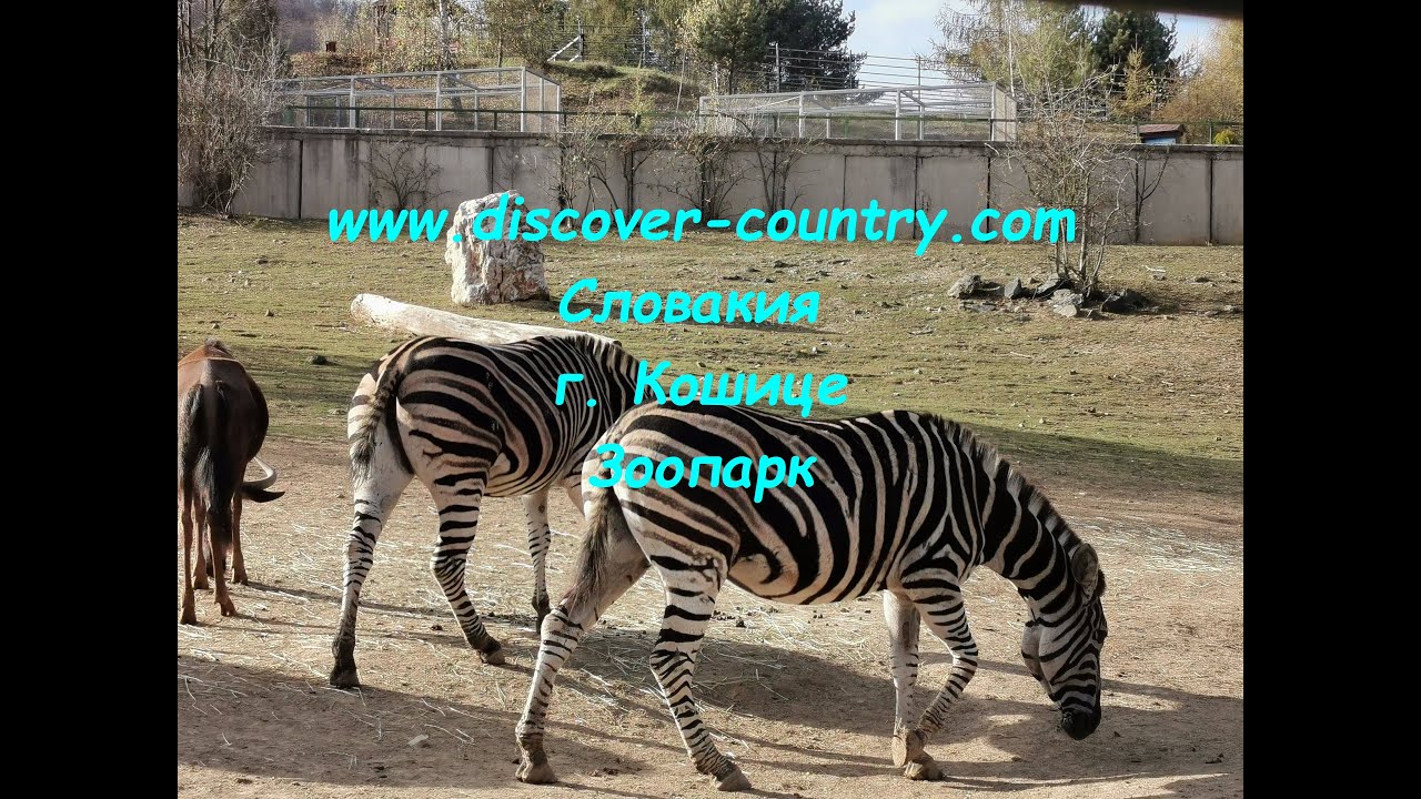 Словакия; г. Кошице; Зоопарк