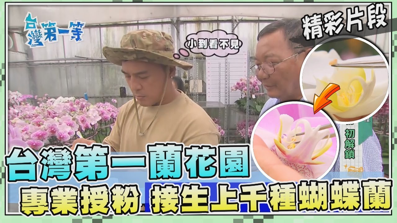 台灣第一等【台灣「蝴蝶蘭」花界台積電 強勢基因配種開發上千花種】_516集精選版