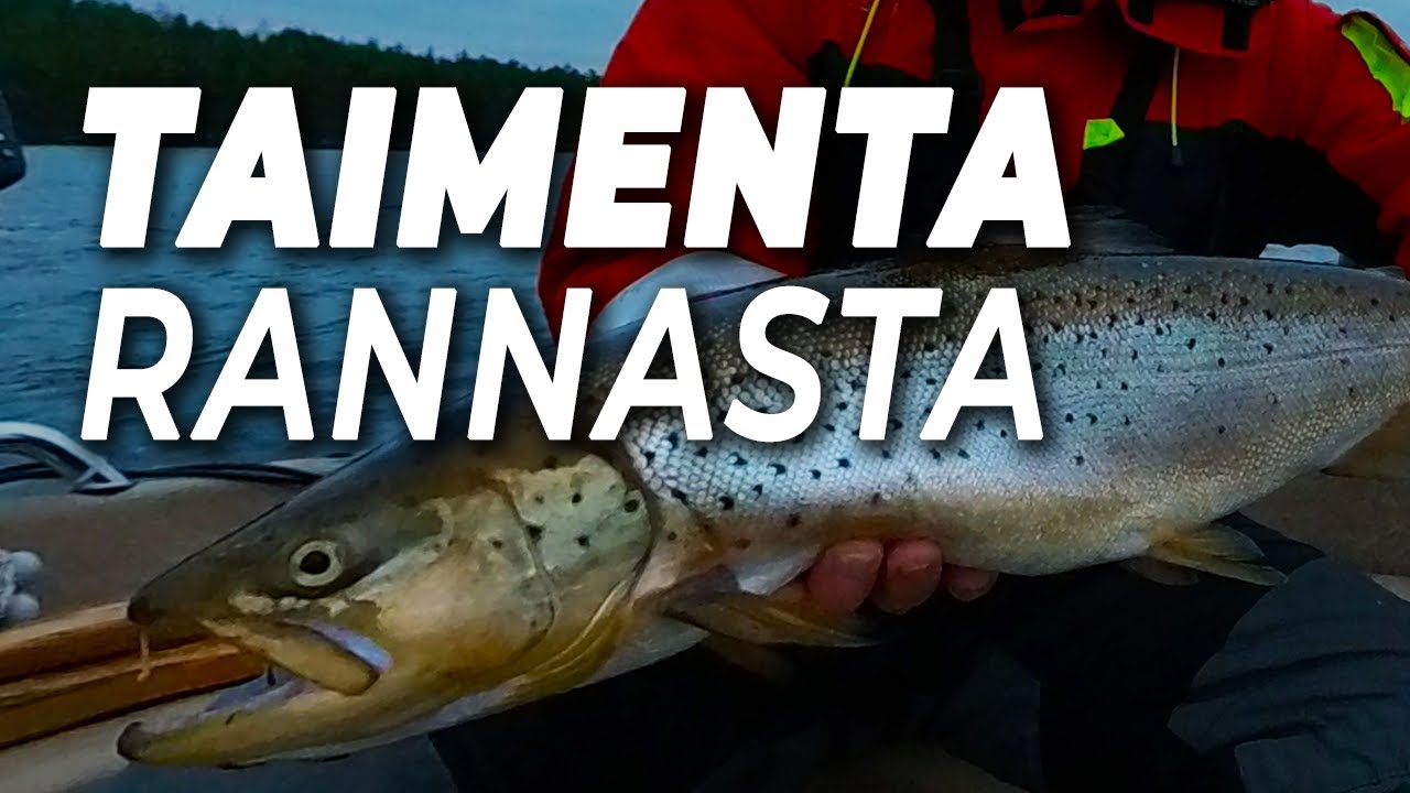LOPPUKAUDEN TAIMENEN UISTELUA | KUINKA VIRITÄN VEHKEET VETOON? |