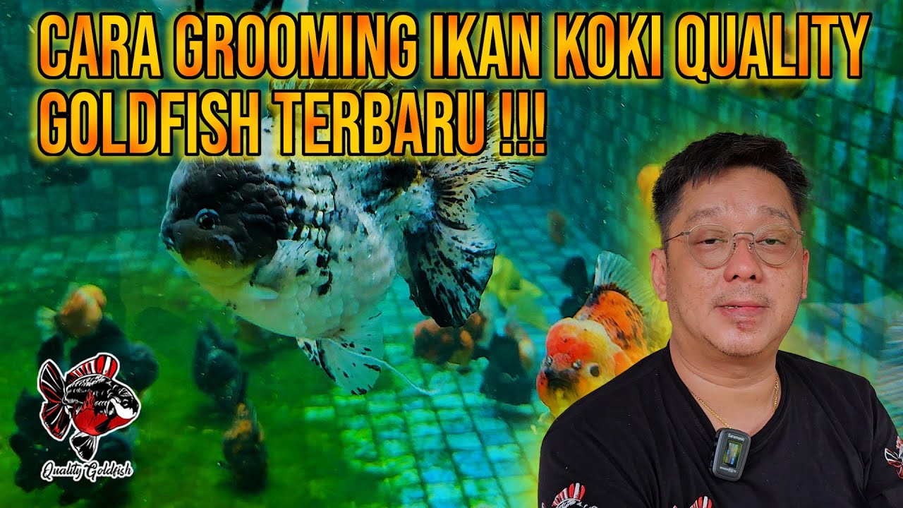 CARA GROOMING IKAN QUALITY GOLDFISH TERBARU ‼️