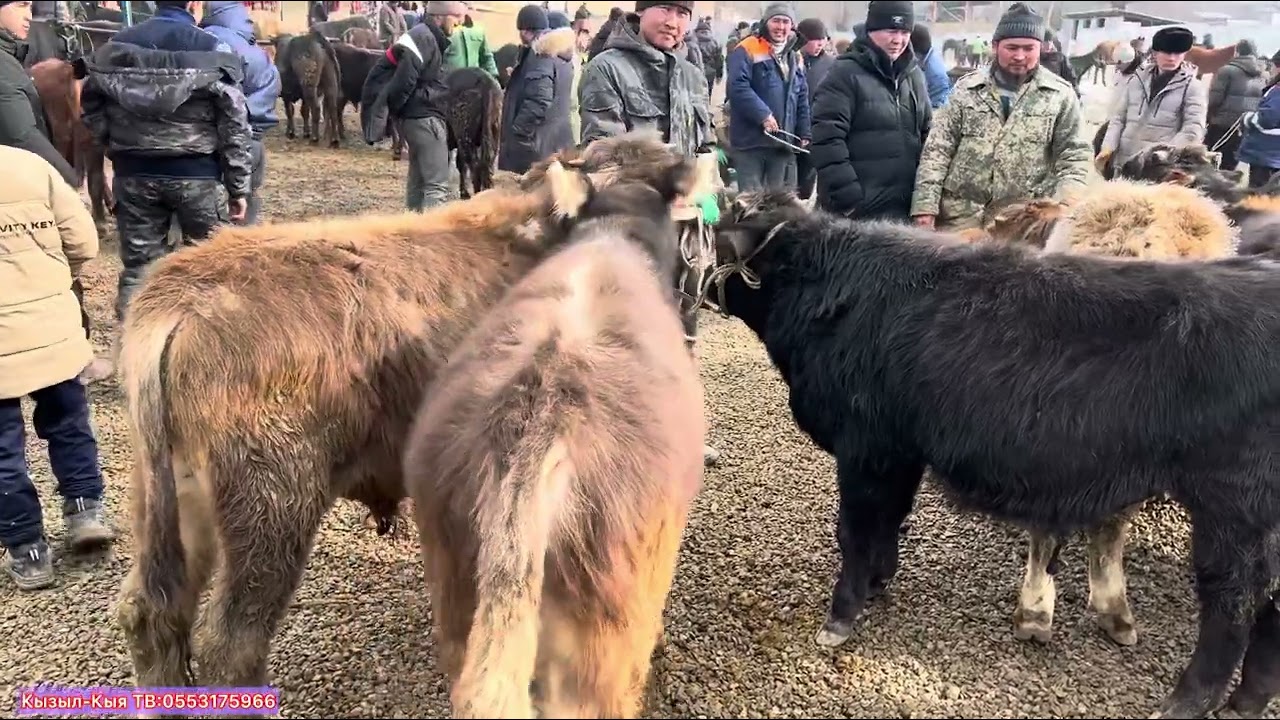 РЕАЛДУУ Баалар Караван Дарбаза асты баалары 31-Январь 