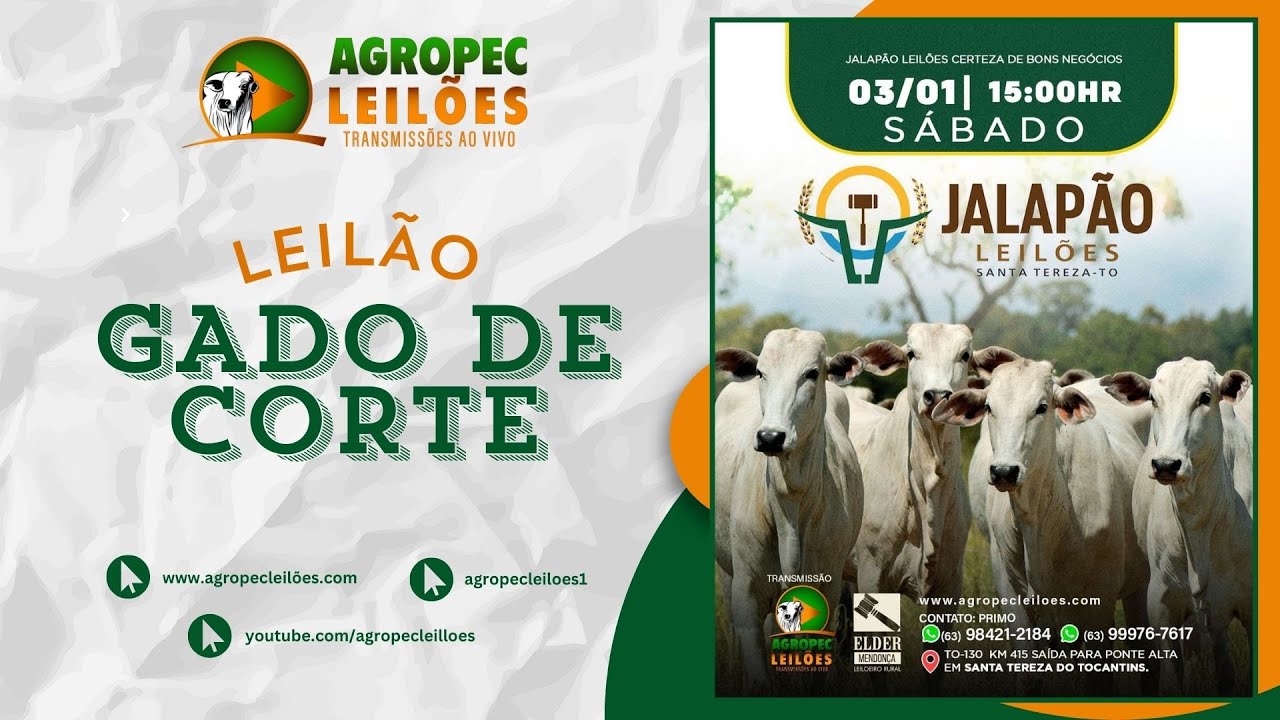 Agropecleiloes.com LEIL&Atilde;O GADO DE CORTE  | JALAP&Atilde;O LEIL&Otilde;ES - SANTA TEREZA-TO| 03/01/2026.
