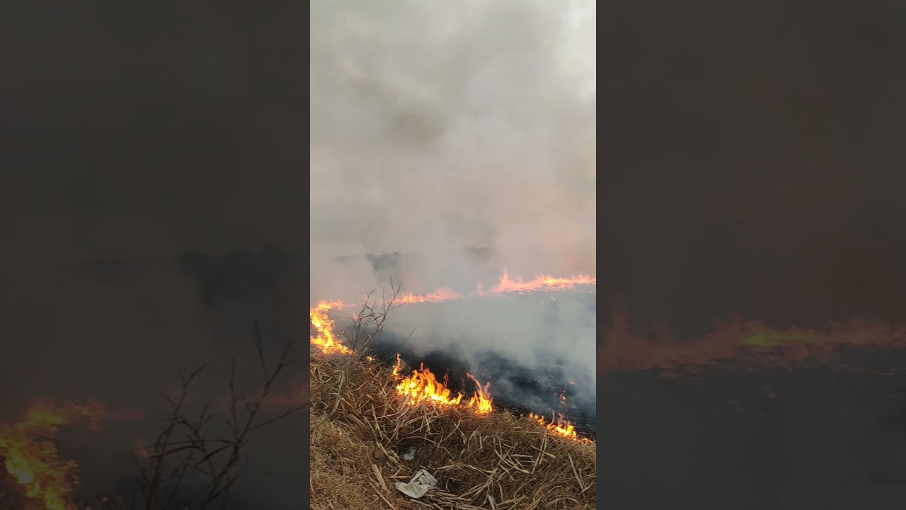 Sugarcane Farm Fire | #Sugarcane #Fire #Farm #Short #Video #Aag #SugarcaneFarm #Nature #Farming