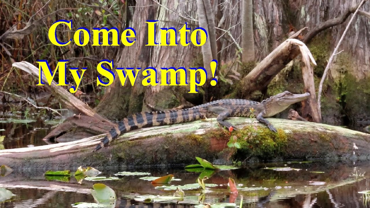 The Amazing Wildlife in a swamp, The Stephen Foster State Park and the Okefenokee Swamp in Georgia.