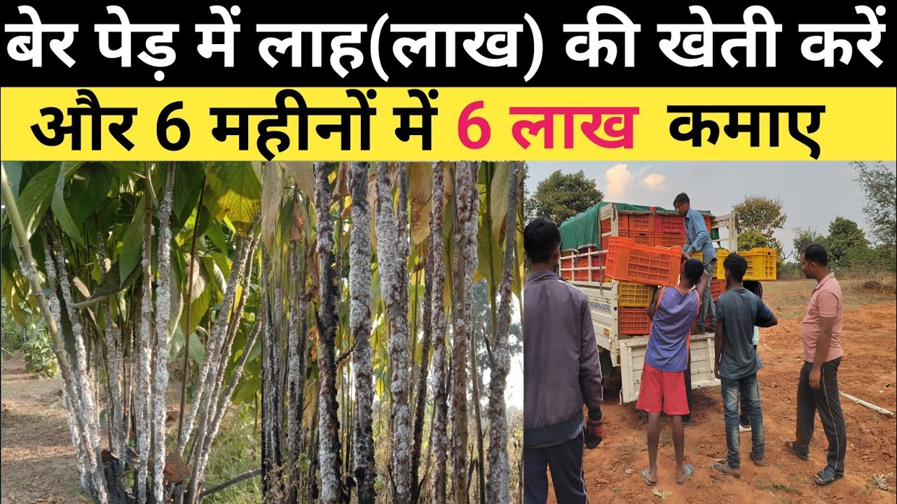 कुसमी लाह (लाख) की कटाई - छटाई Lakh Harvesting And Selling | Lac Cultivation | Lakh Kisan