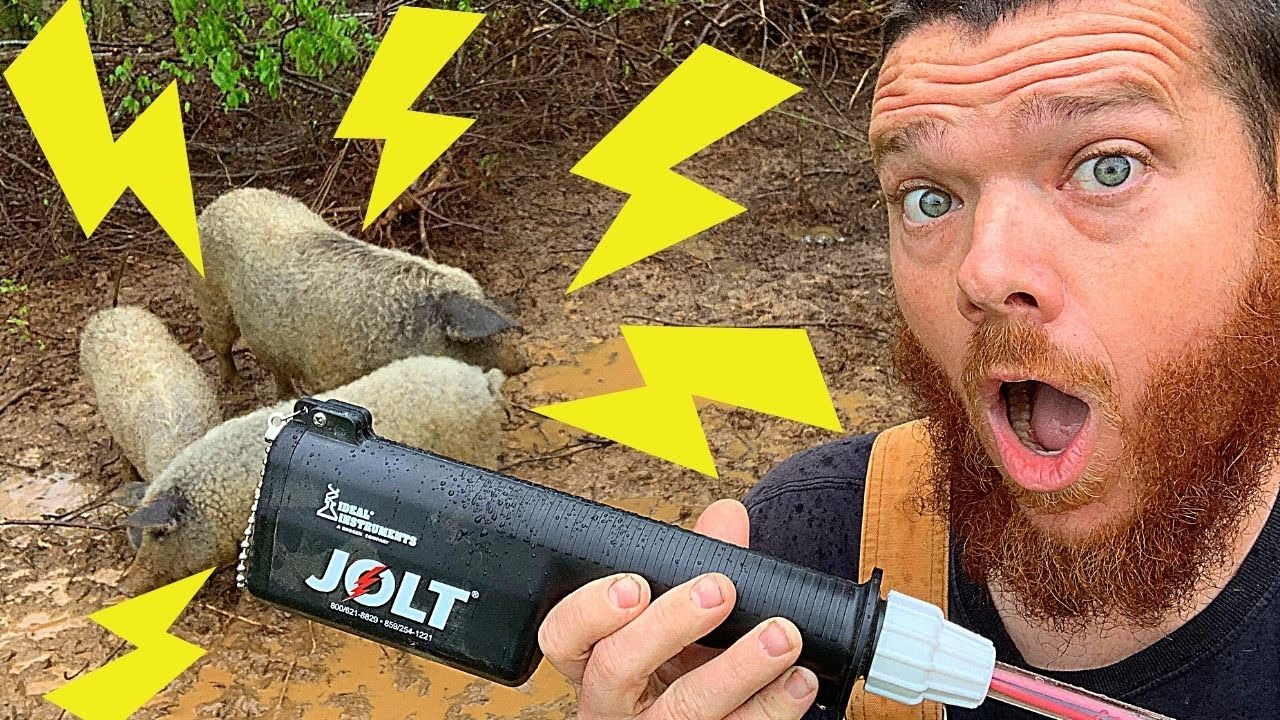 Jolt Electric Stock Prod 200 на свинье мангалицы