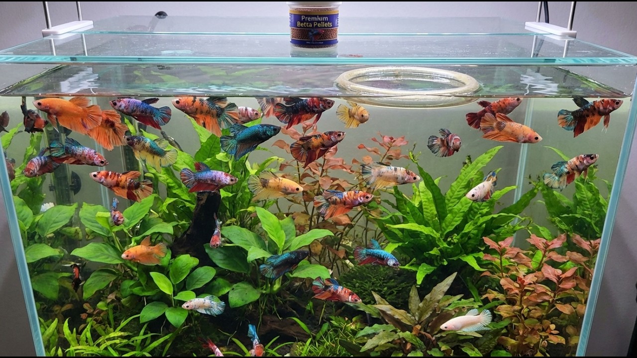 Giant Female vs Tiny Male Betta Fish | Expert Breeding Tips for Size Differences #BettaBreeding