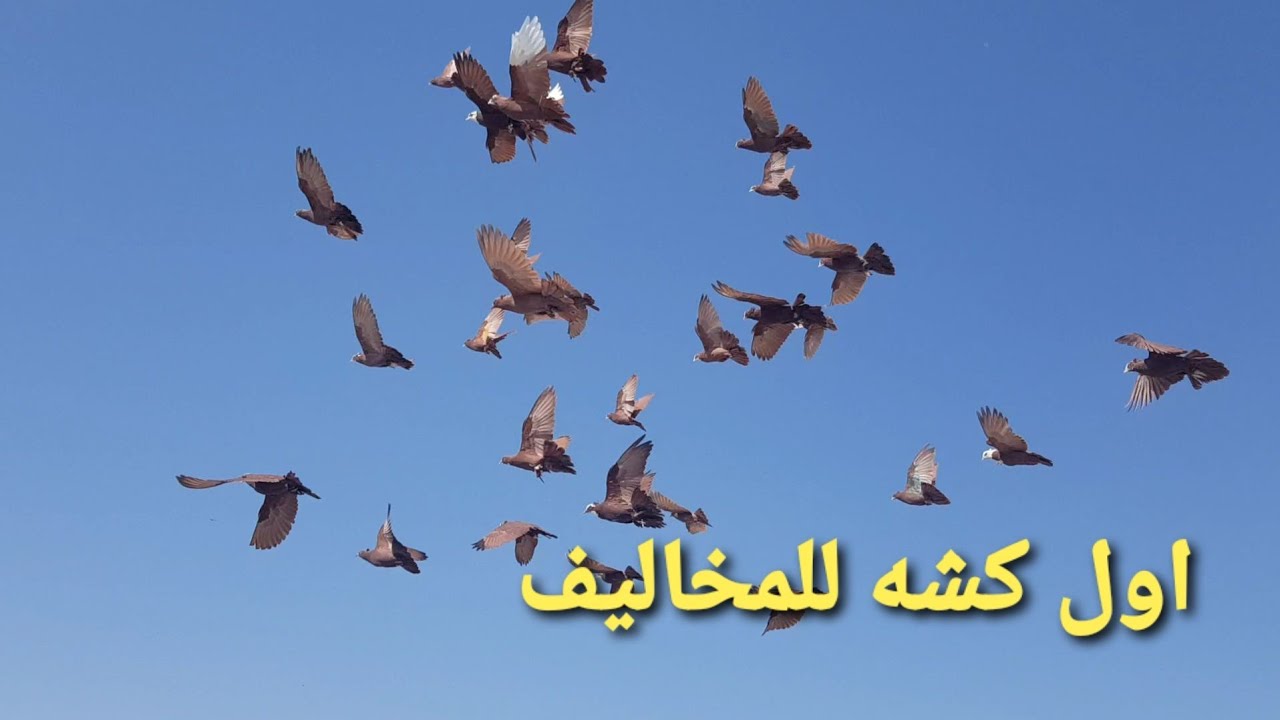 اليوم اول فره نفره المخاليف ياساتر💪💪