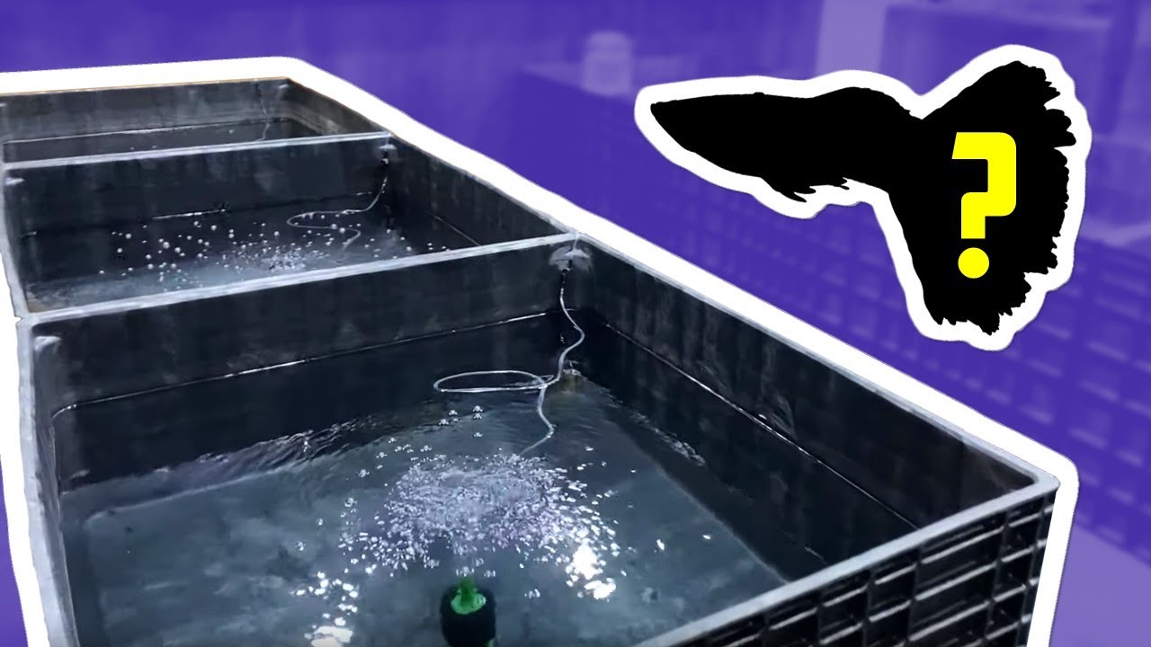 Mini Indoor Pond Fish REVEAL - Fish Room Update Ep. 90