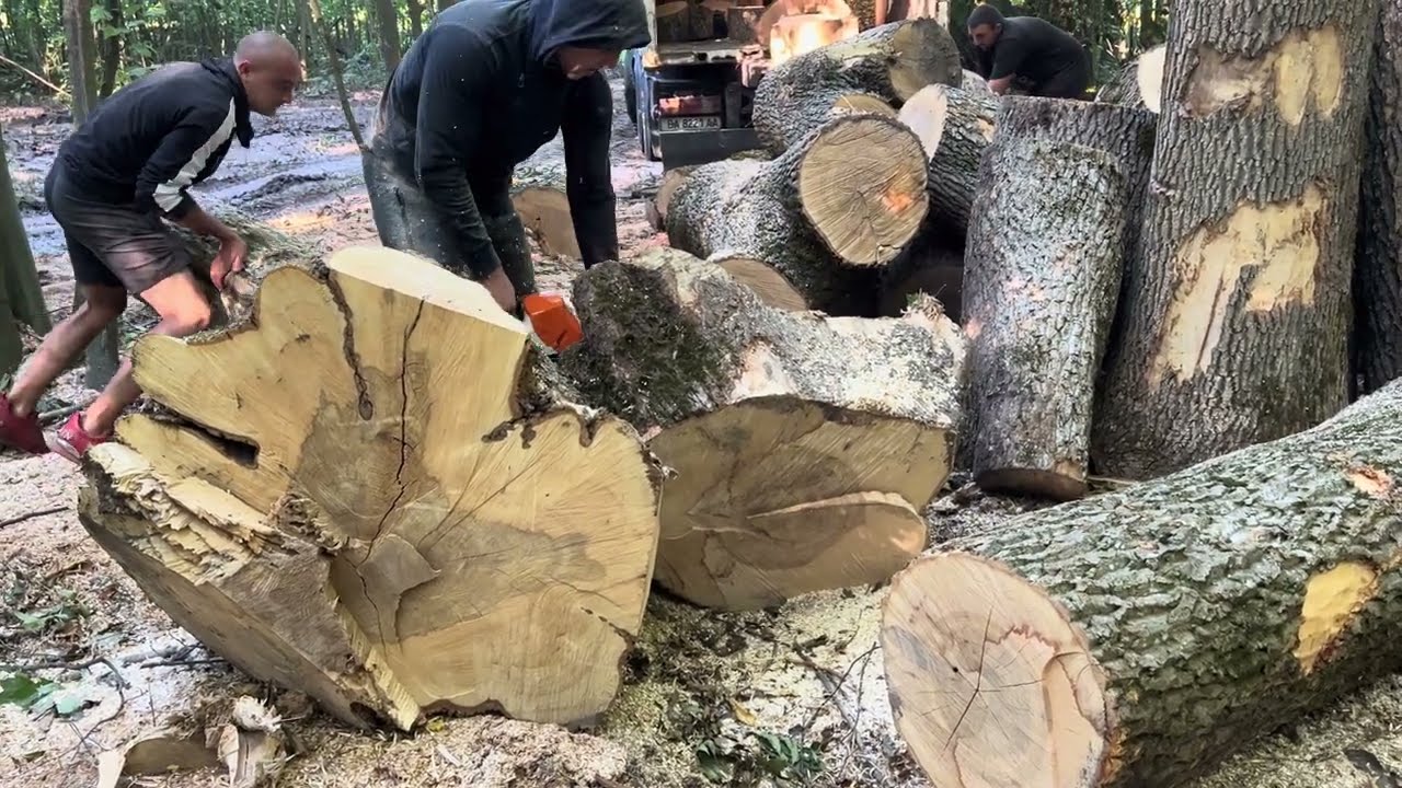 STIHL MS361 і 462С-М💪💪💪